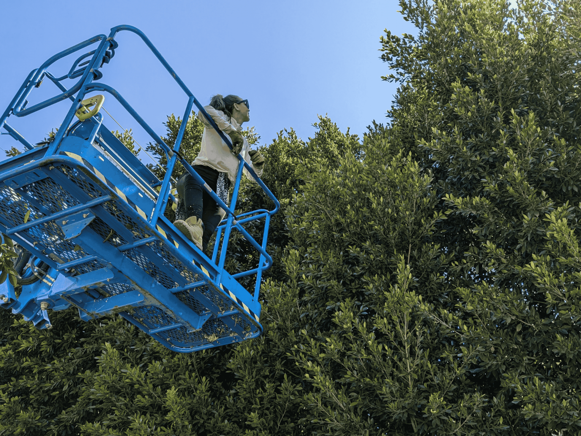 How We Saved $10k Trimming our 40′ Tall Ficus Hedge Ourselves!