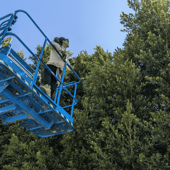 How We Saved $10k Trimming our 40′ Tall Ficus Hedge Ourselves!